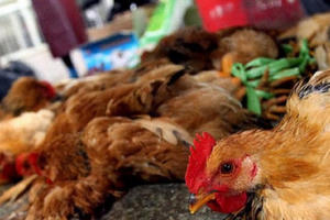 Nguy cơ cúm gia cầm đe dọa người dân Nguy cơ cúm gia cầm đe dọa người dân