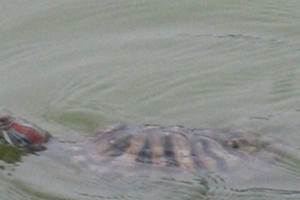 Thực hư việc rùa tai đỏ xuất hiện ở hồ Hoàn Kiếm