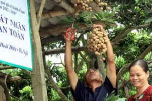 19 tấn nhãn chín muộn của Hà Nội xuất khẩu đi Mỹ và châu Âu