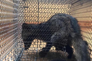 Lâm Đồng: Giải cứu nhiều cá thể động vật hoang dã... sắp lên bàn nhậu