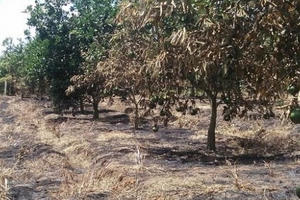 Công an vào cuộc điều tra vụ vườn cam Xã Đoài bỗng dưng bốc cháy
