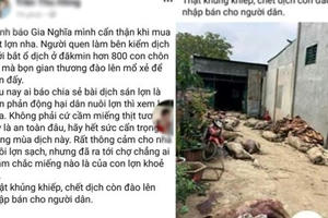 Tung tin sai việc hàng trăm con lợn dịch đào lên mổ bán, cô gái bị phạt 10 triệu đồng