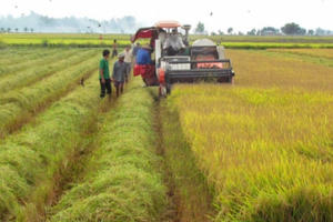 Bị phạt mấy tỷ khi tự ý chuyển đất lúa sang đất ở, từ hôm nay 5/1? Bị phạt mấy tỷ khi tự ý chuyển đất lúa sang đất ở, từ hôm nay 5/1?