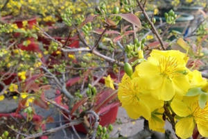 Ngày Tết sao lại ca thán?