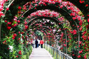 Lễ hội hoa hồng Bulgaria lớn nhất Việt Nam trước giờ G