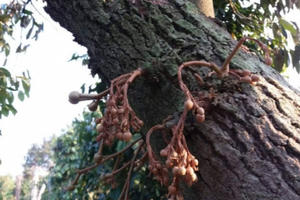 Điều tra vụ hàng chục cây sầu riêng bị đầu độc ở Đắk Lắk