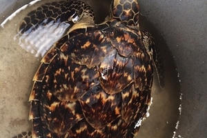 Bạc Liêu: Thả cá thể đồi mồi về môi trường tự nhiên