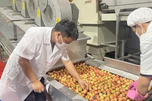 Kỳ vọng một mùa vải ngọt