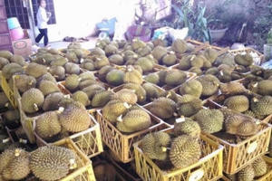 Đáng sợ sầu riêng nhúng hóa chất