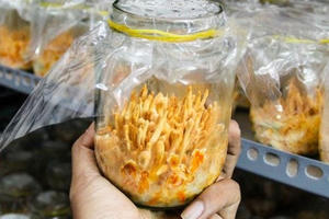 Bát nháo thị trường đông trùng hạ thảo