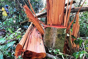 Đẩy nhanh tiến độ điều tra, làm rõ đối tượng phá rừng, lấn chiếm đất rừng