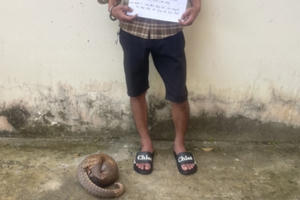 Lâm Đồng: Tạm giữ đối tượng tàng trữ, vận chuyển tê tê quý hiếm