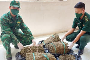 Mật phục, bắt giữ vận chuyển gần 19kg cần sa từ Campuchia về Việt Nam