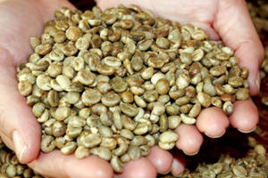 Ấn Độ ngưng nhập hàng loạt nông sản Việt, Bộ Công Thương gửi công hàm phản đối Ấn Độ ngưng nhập hàng loạt nông sản Việt, Bộ Công Thương gửi công hàm phản đối