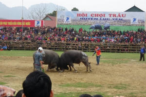 Ngùn ngụt kéo nhau đi xem hội chọi trâu không phép tại Yên Bái