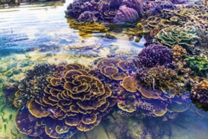 Không thể rời mắt trước vẻ đẹp lung linh của rạn san hô cạn Hòn Yến Không thể rời mắt trước vẻ đẹp lung linh của rạn san hô cạn Hòn Yến