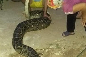 Trăn khủng vào vườn nuốt chửng con dê 15kg