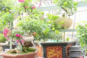 Độc đáo hoa hồng xanh ở làng hoa Mê Linh