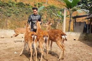 Hà Tĩnh: Dự kiến thu hơn 200 tỷ đồng bán lộc nhung dịp Tết