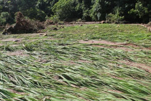 Phú Thọ: 290 ha lúa và hoa màu bị thiệt hại do ảnh hưởng của cơn bão số 2