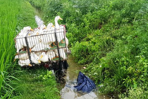 Phát hiện thi thể người đàn ông bên cạnh chiếc xe chở đầy vịt