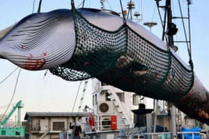 Hạ màn kịch vụng 5000 tấn cá “nghiên cứu khoa học”/năm Hạ màn kịch vụng 5000 tấn cá “nghiên cứu khoa học”/năm