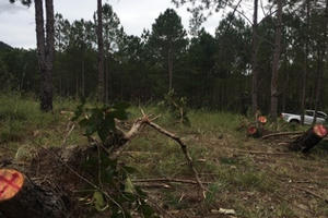 Để xảy ra các vụ phá rừng, người đứng đầu có thể bị đình chỉ công tác