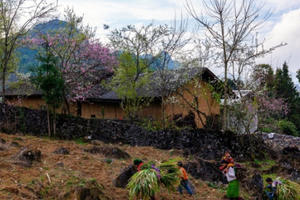 Người dân được quyết định mua bán, vận chuyển đào trồng