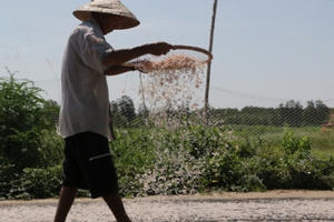 Vắt óc tìm đầu ra cho con ruốc ở Bạc Liêu