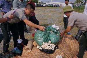 Tiêu hủy 82kg sản phẩm chế tác từ ngà voi