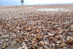 Kết luận nguyên nhân ngao chết hàng loạt ở Hậu Lộc