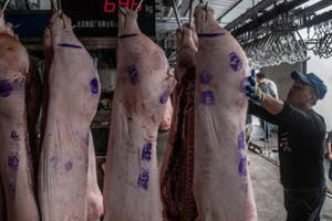 Nông dân Trung Quốc quay cuồng vì dịch tả lợn châu Phi