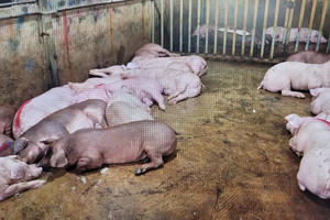 Triệt phá đường dây giết mổ, tiêu thụ thịt lợn nhiễm bệnh quy mô "khủng" ở Hà Nội