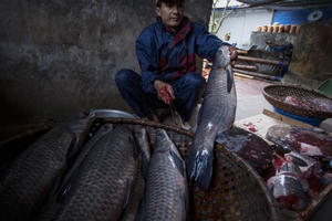 Cá kho làng Vũ Đại thơm ngon, sẵn sàng cho hàng trăm mâm cơm dịp Tết
