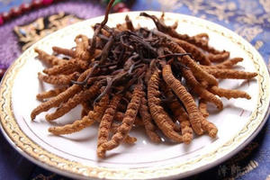 Đông trùng hạ thảo 1,6 tỷ/kg: Đại gia uống thay trà hàng ngày