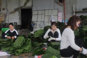 Làng bánh chưng Tranh Khúc hối hả vào vụ Tết