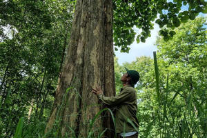 Rừng giá tỵ Đồng Nai: Di sản cổ thụ giữa lòng hiện đại