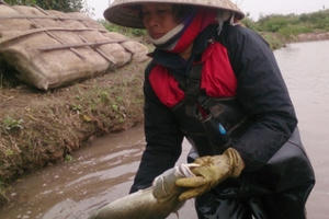 Bà con tỉnh Thái Bình gồng mình trong nỗi đau... cá chết