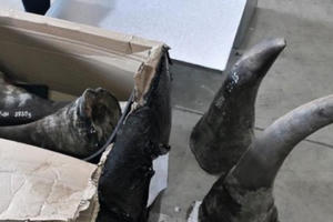 Đập tan đường dây buôn động vật hoang dã trị giá 300 tỷ đồng