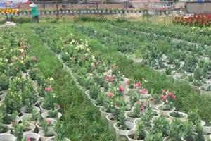 TP HCM: Người trồng hoa tết chạy đua với thời gian vì thời tiết thất thường