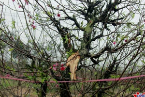 Điêu đứng nhìn hàng trăm gốc đào bị kẻ gian đốn hạ ở Bắc Ninh