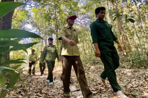 Theo chân cán bộ bảo vệ rừng kiểm đếm hàng ngàn cây gỗ Trắc vào đầu Xuân