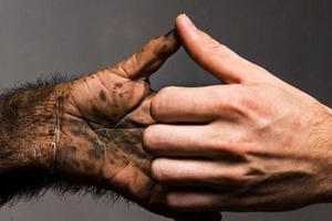 Bí mật di truyền khiến người khác khỉ