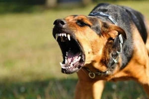 Đắk Lắk: Cháu bé 5 tuổi tử vong do bị mắc bệnh dại