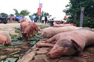 Trang mạng tung tin sai sự thật về dịch tả lợn sẽ bị xử lý