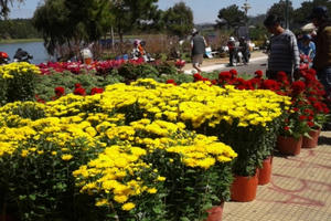 Người dân Đà Lạt nhộn nhịp sắm hoa chơi Tết