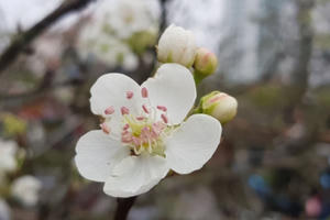 Hoa lê rừng "du xuân", khách chơi không tiếc tiền triệu chơi tháng Giêng