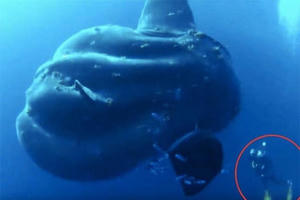 Phát hiện loài cá mới nặng hơn 2 tấn trong vòng 130 năm qua