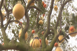 Chào xuân Plus 2018: Độc đáo, cây tượng trưng cho "mâm ngũ quả" tròn đầy trong ngày Tết