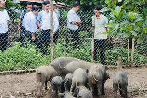 Đồng Nai: Đẩy mạnh ứng dụng tiến bộ khoa học kỹ thuật vào sản xuất nông nghiệp Đồng Nai: Đẩy mạnh ứng dụng tiến bộ khoa học kỹ thuật vào sản xuất nông nghiệp
